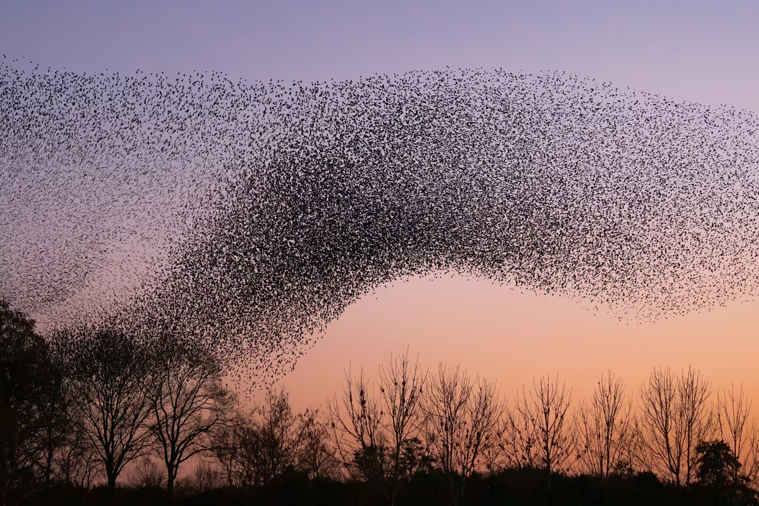 Starling murmurations